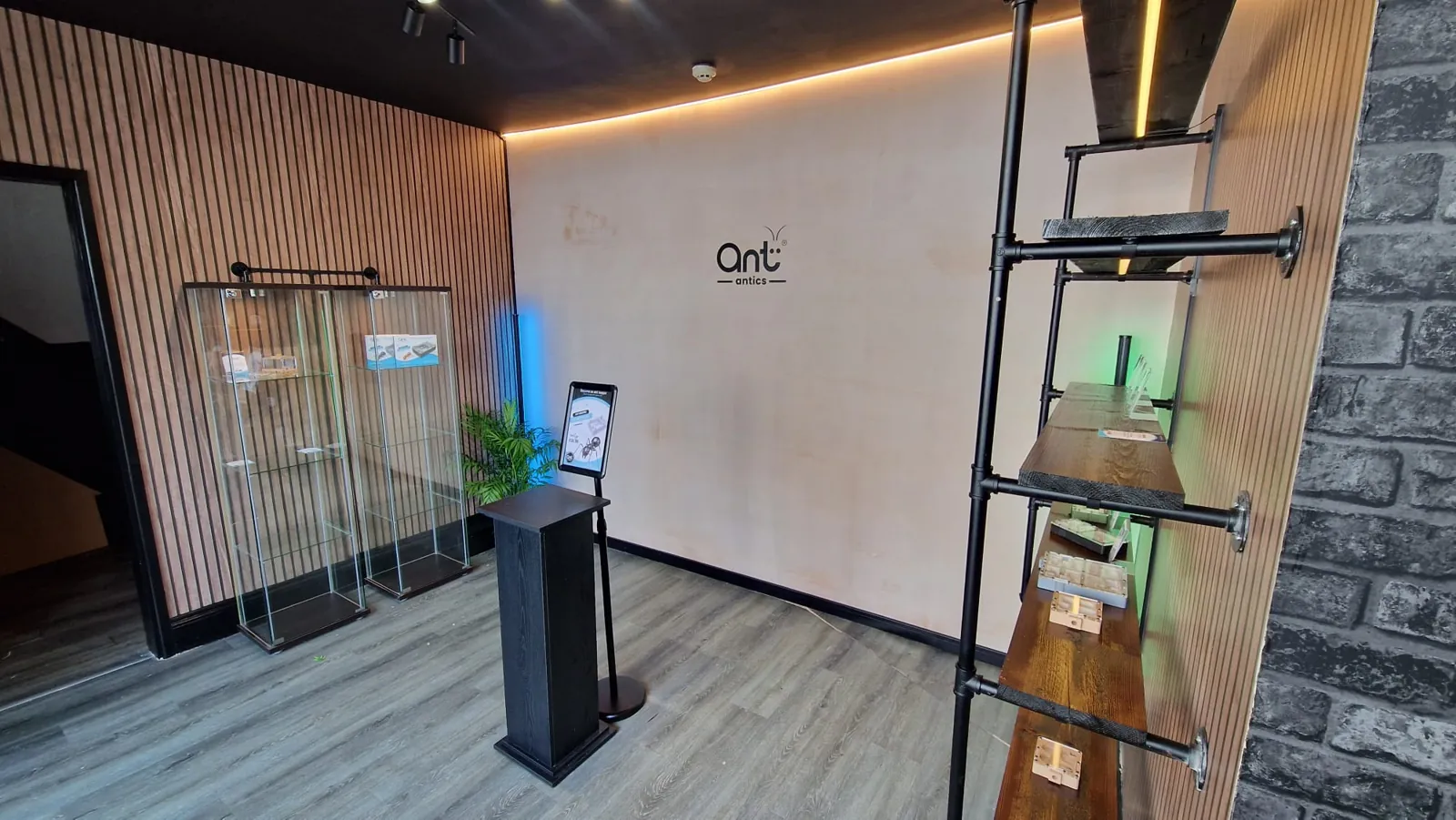 Inside the Ant Antics shop in Carmarthen, with display cabinets and shelves.