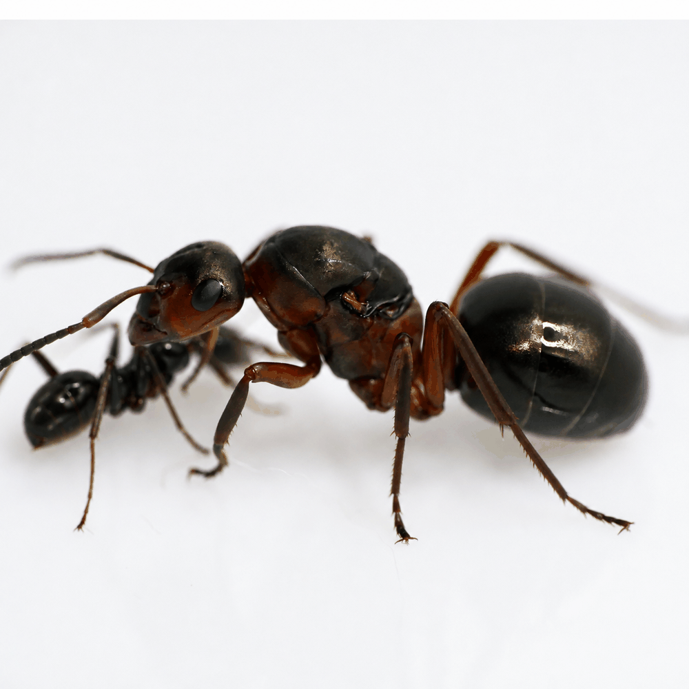 A queen ant beside a smaller ant.