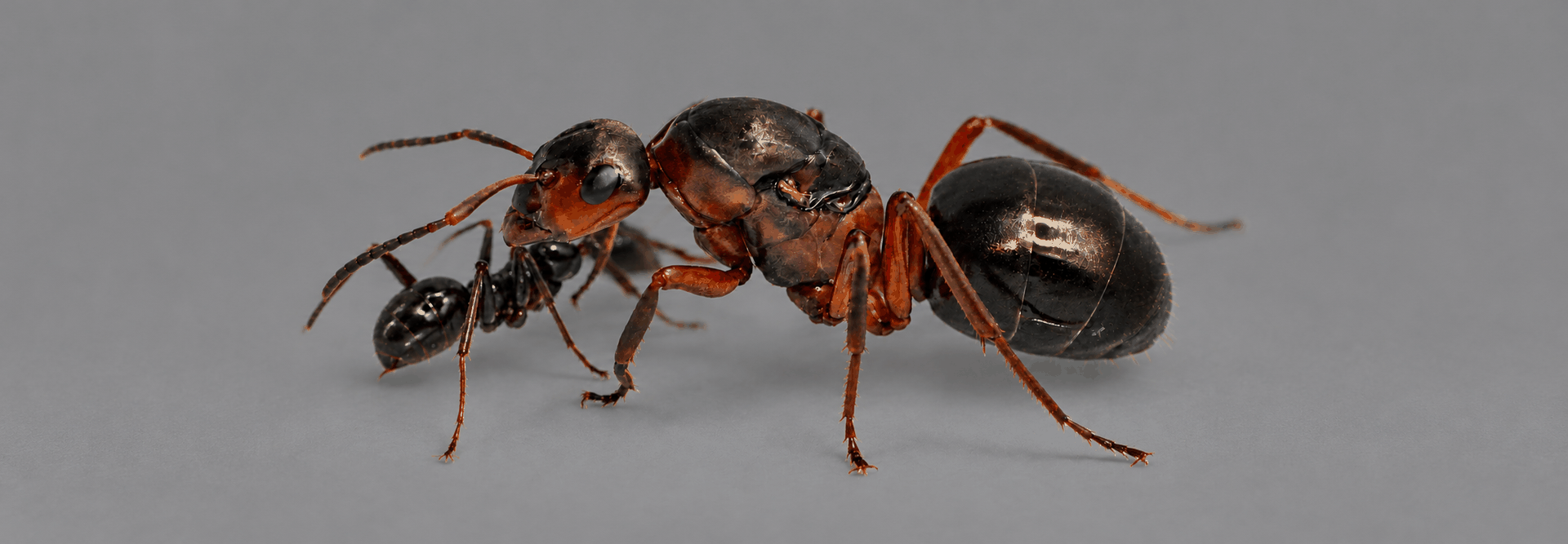 A queen ant beside a smaller ant, on a grey background.