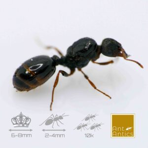 Tetramorium caespitum - Pavement Ant