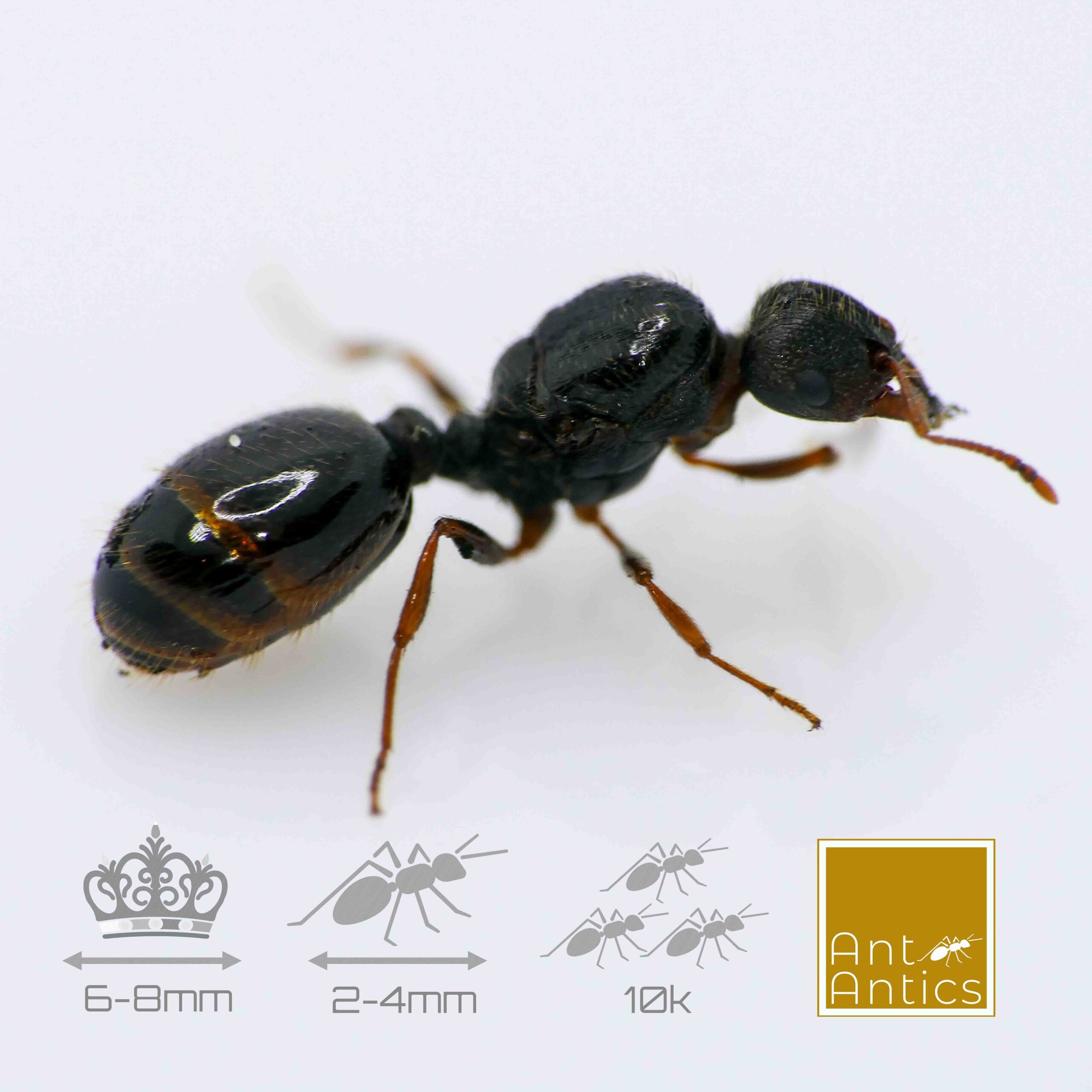 Tetramorium caespitum - Pavement Ant