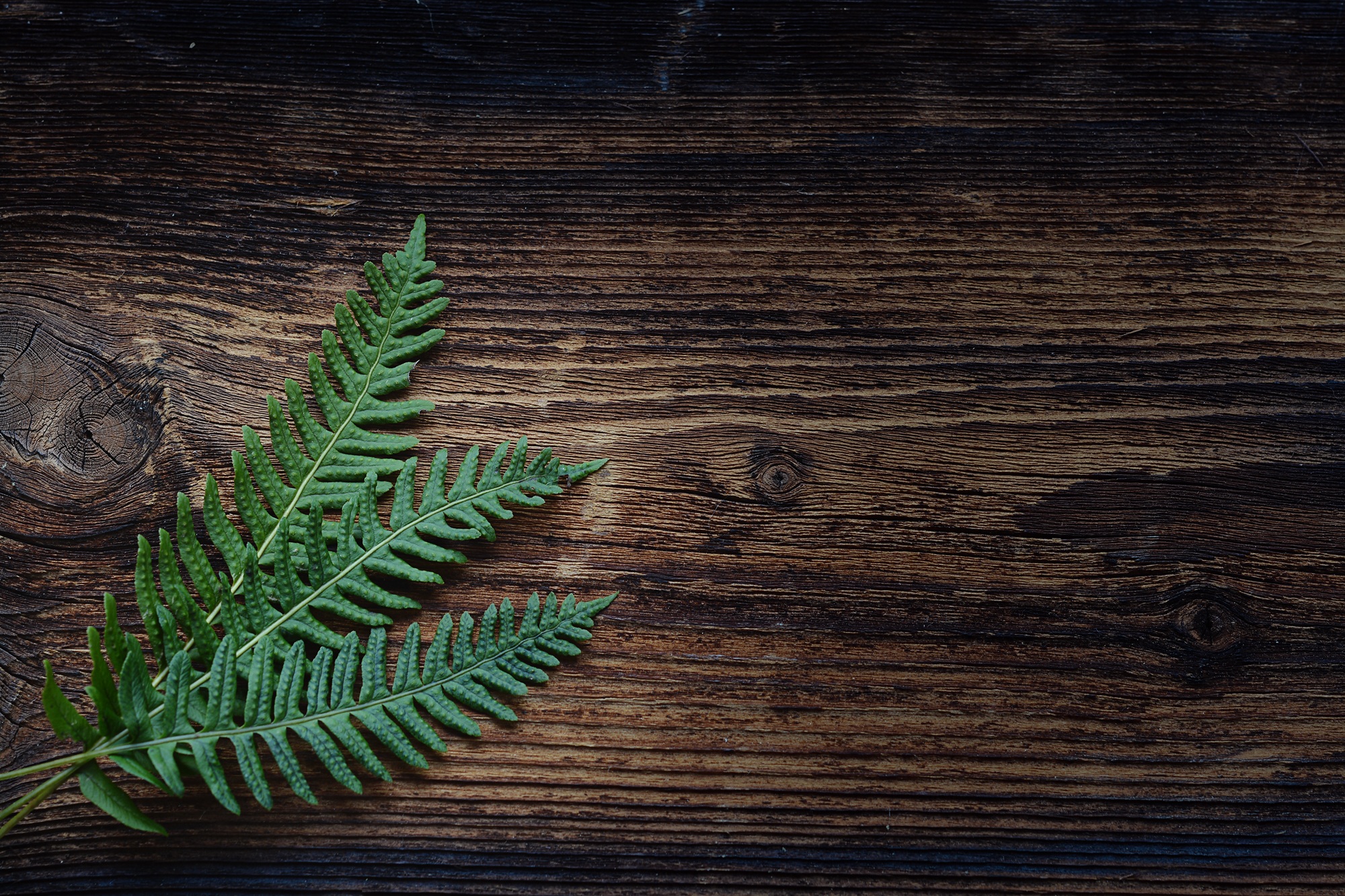 fern-1250903.jpg