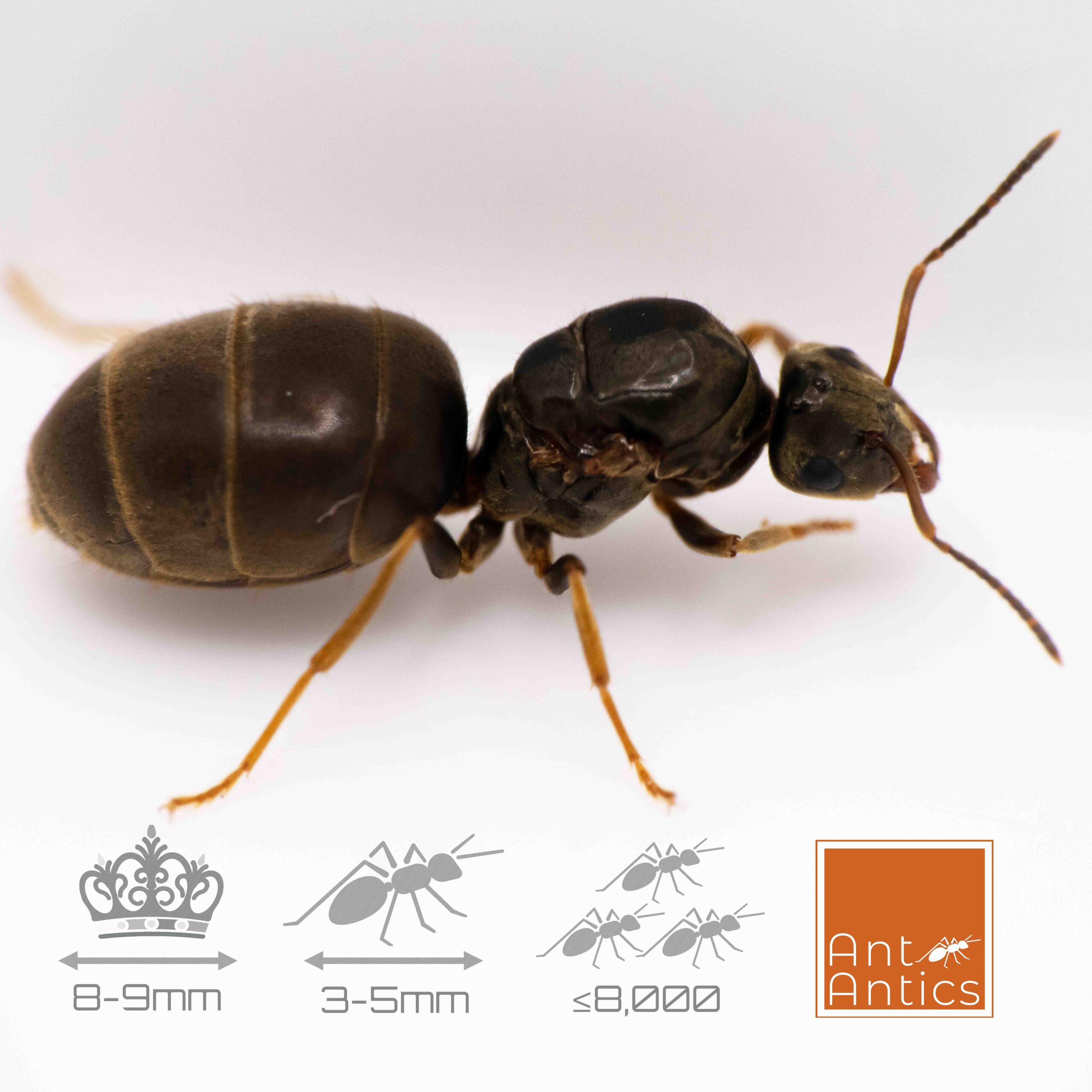 Lasius niger - Black Garden Ant Lasius niger - Black Garden Ant