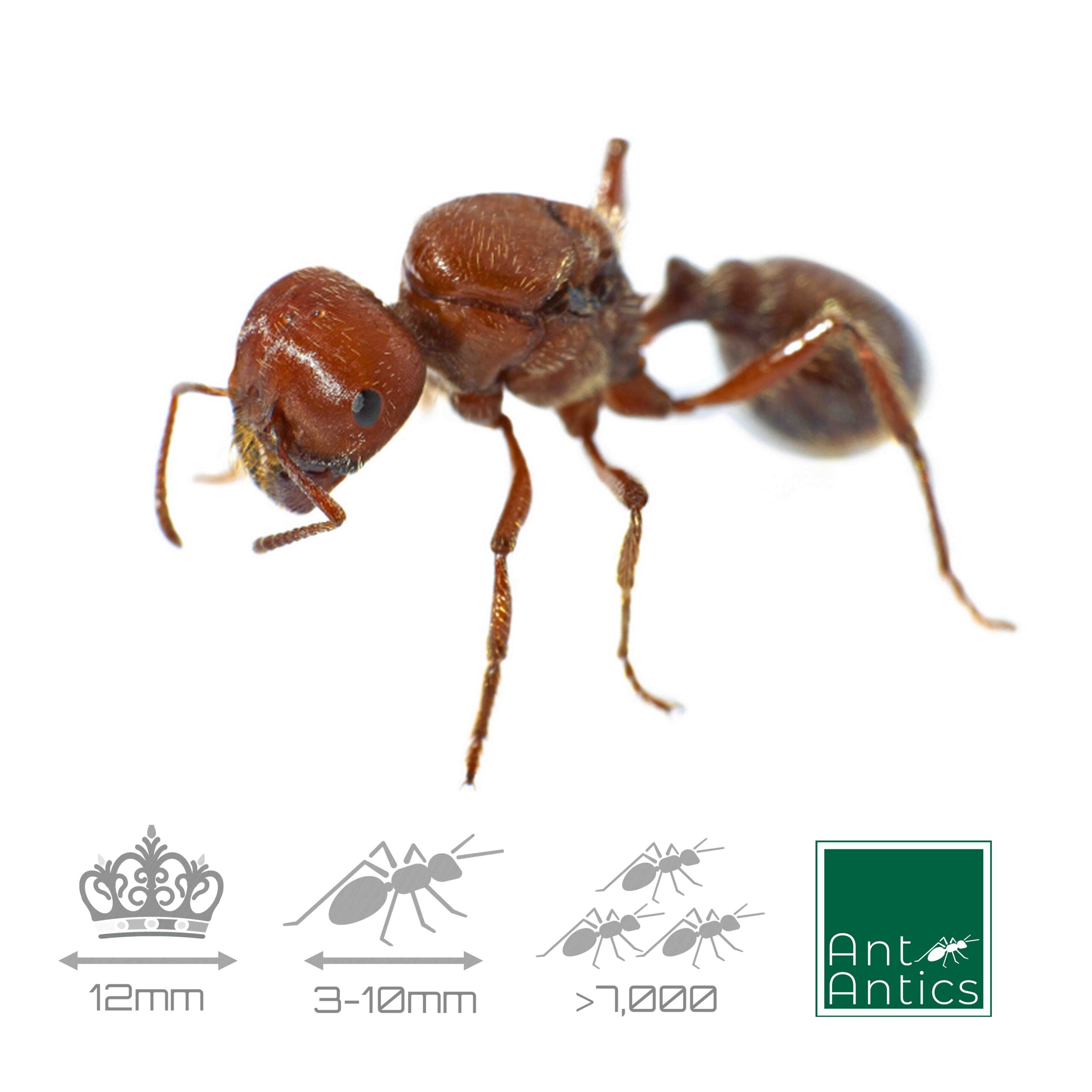 Pogonomyrmex barbatus - Desert Harvester Ant