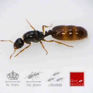 Solenopsis fugax - The Thief Ant