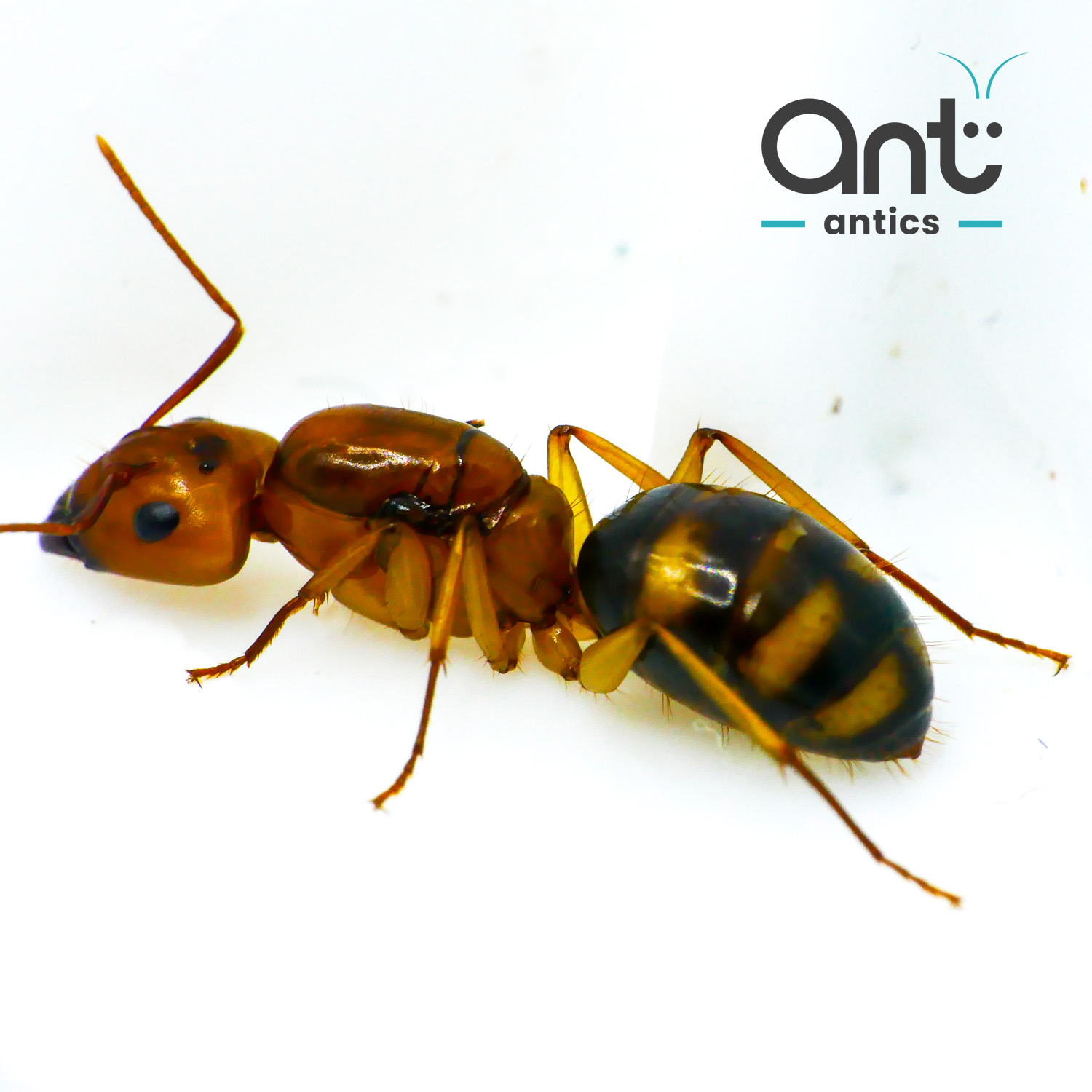 Camponotus maculatus subnudus - Carpenter Ant Camponotus maculatus subnudus - Carpenter Ant