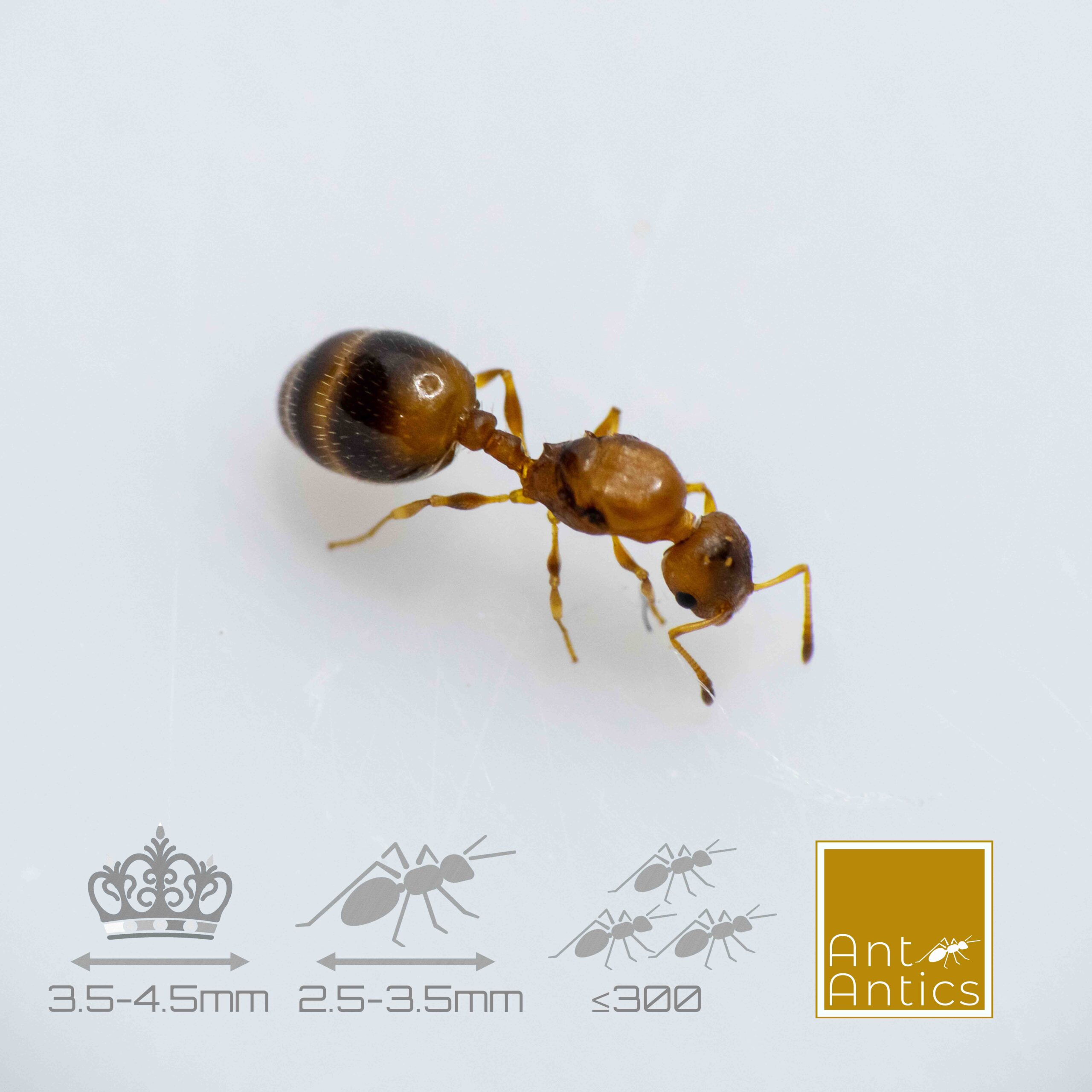 Temnothorax crassispinus - Acorn Ants