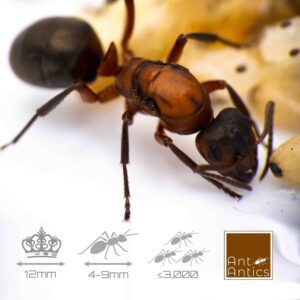 Formica sanguinea - Slave Maker Ant