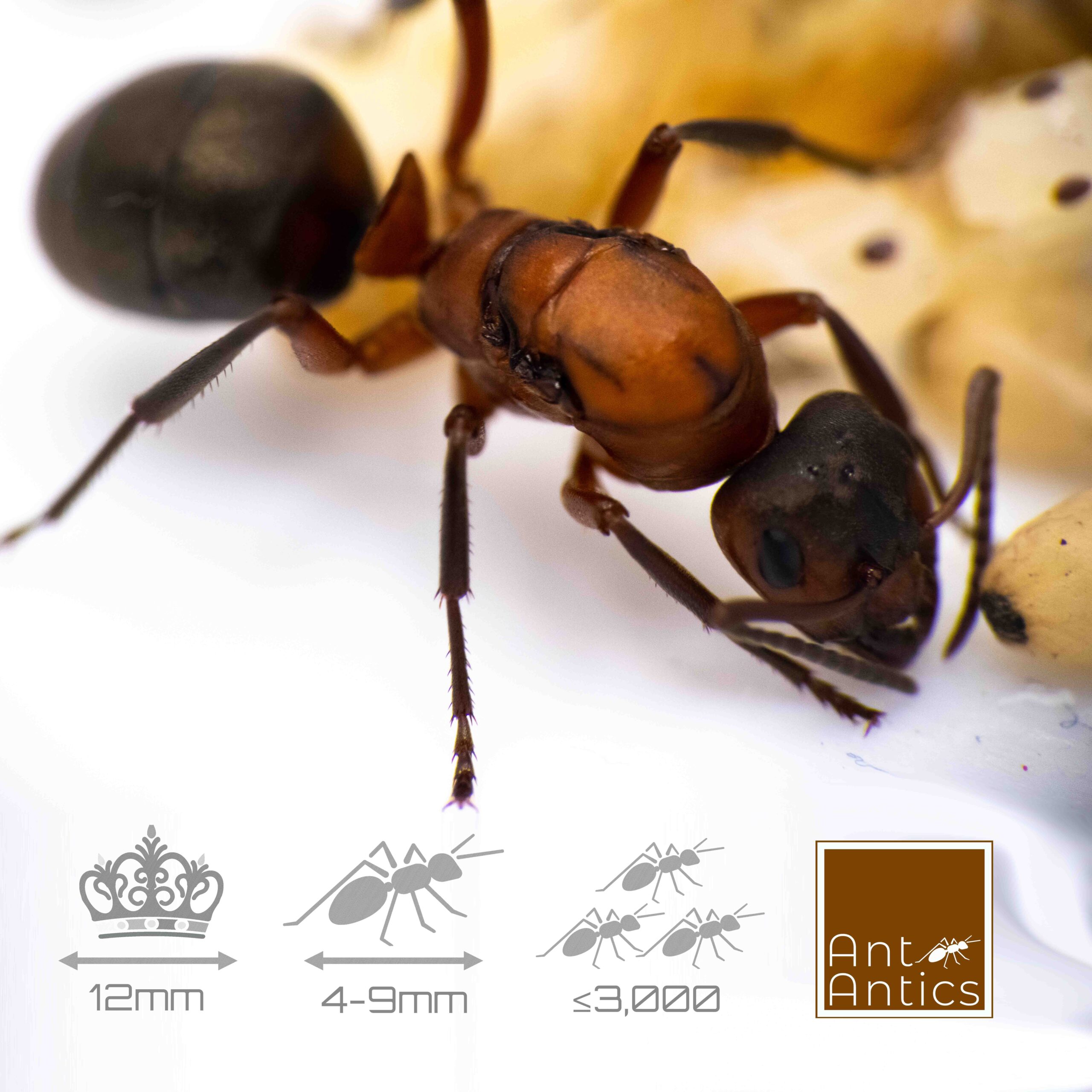 Formica sanguinea - Slave Maker Ant