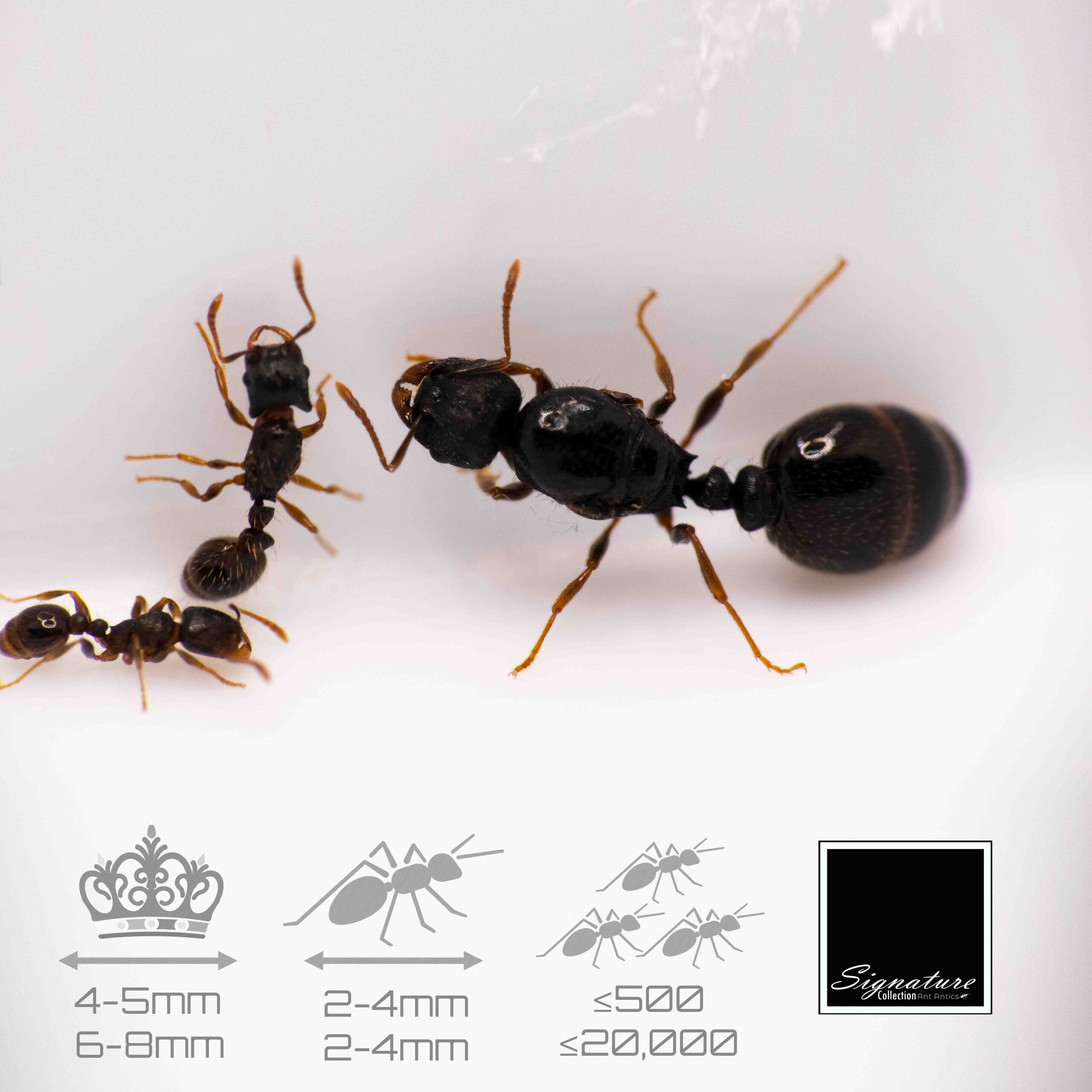 Strongylognathus testaceus - Social parasite Ant