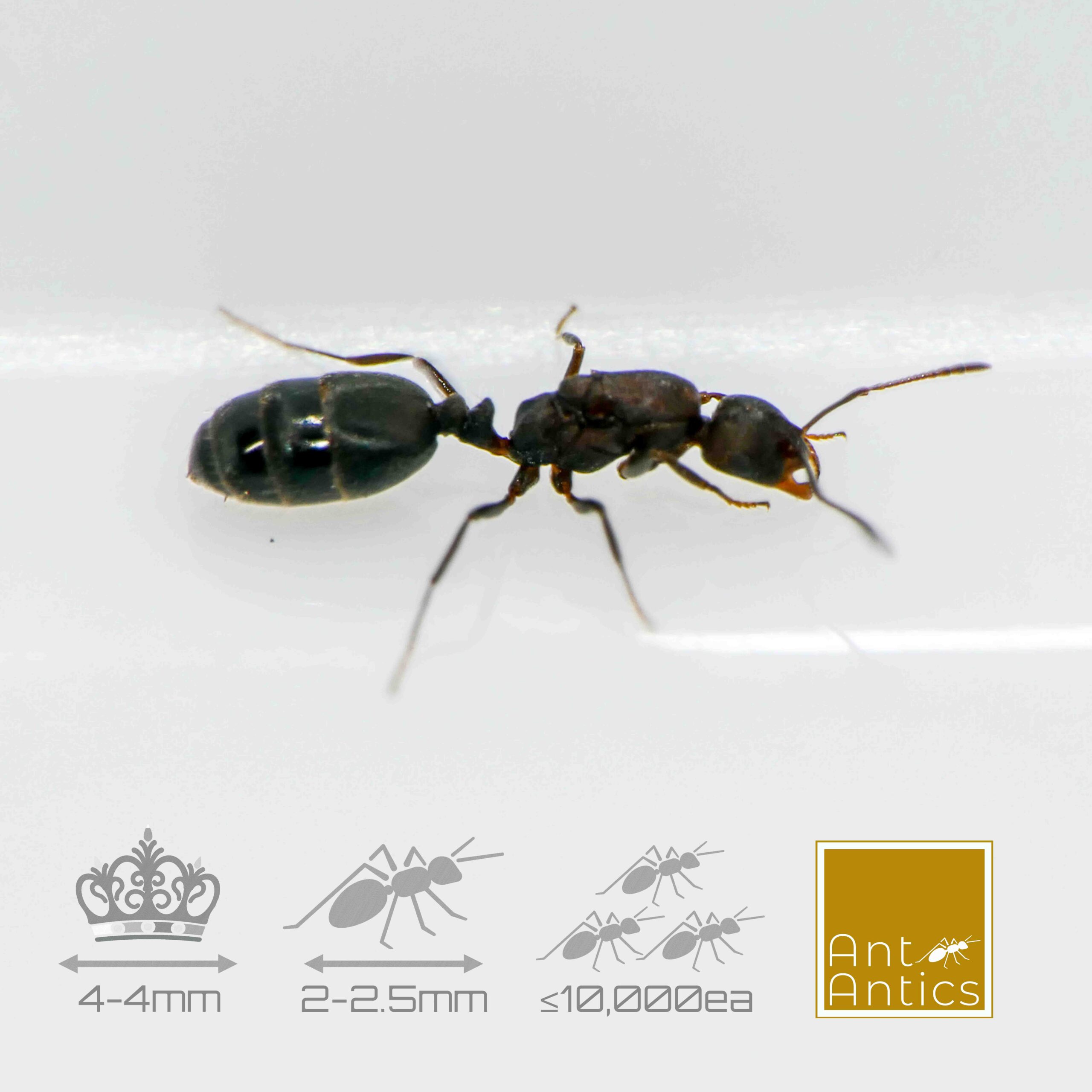 Monomorium subopacum - Inbreeding Ant