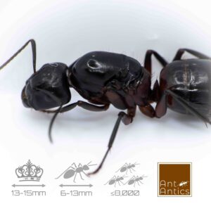 Camponotus herculeanus - Carpenter