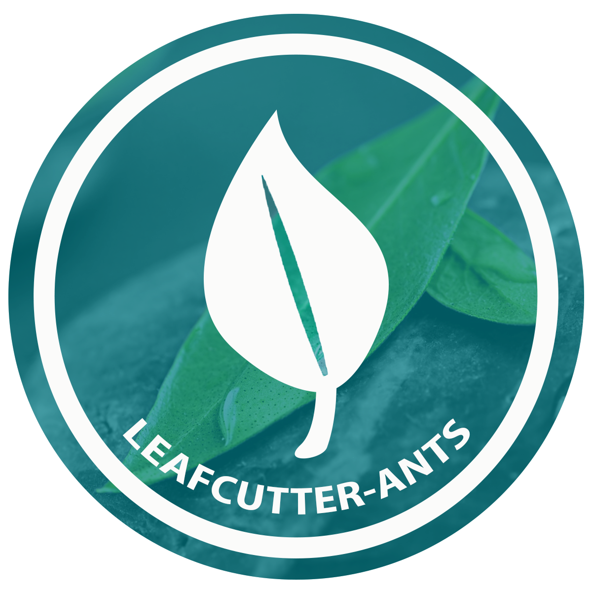 Logo, Small green round - leafcutter A.png