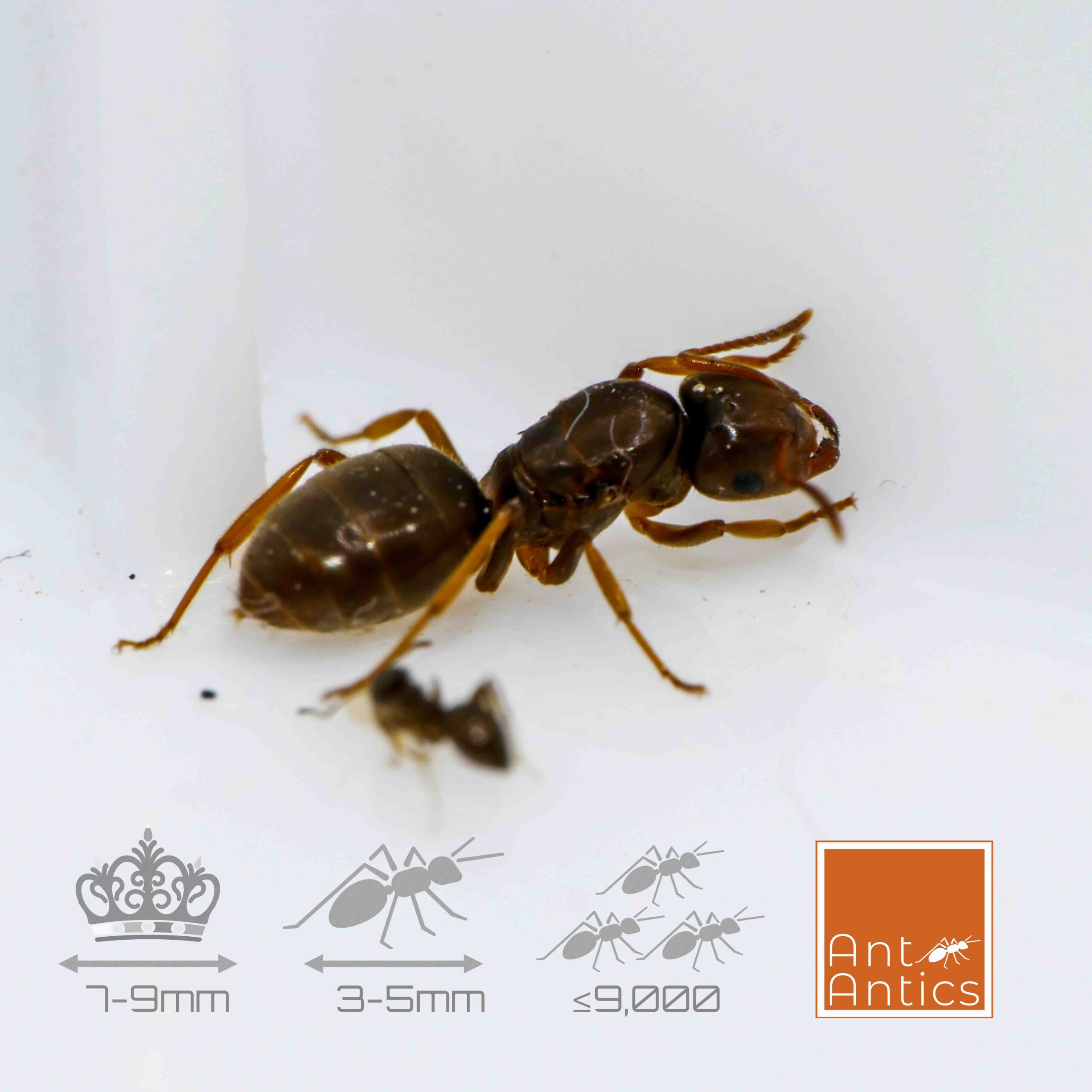 Lasius umbratus - Social Parasite Ant