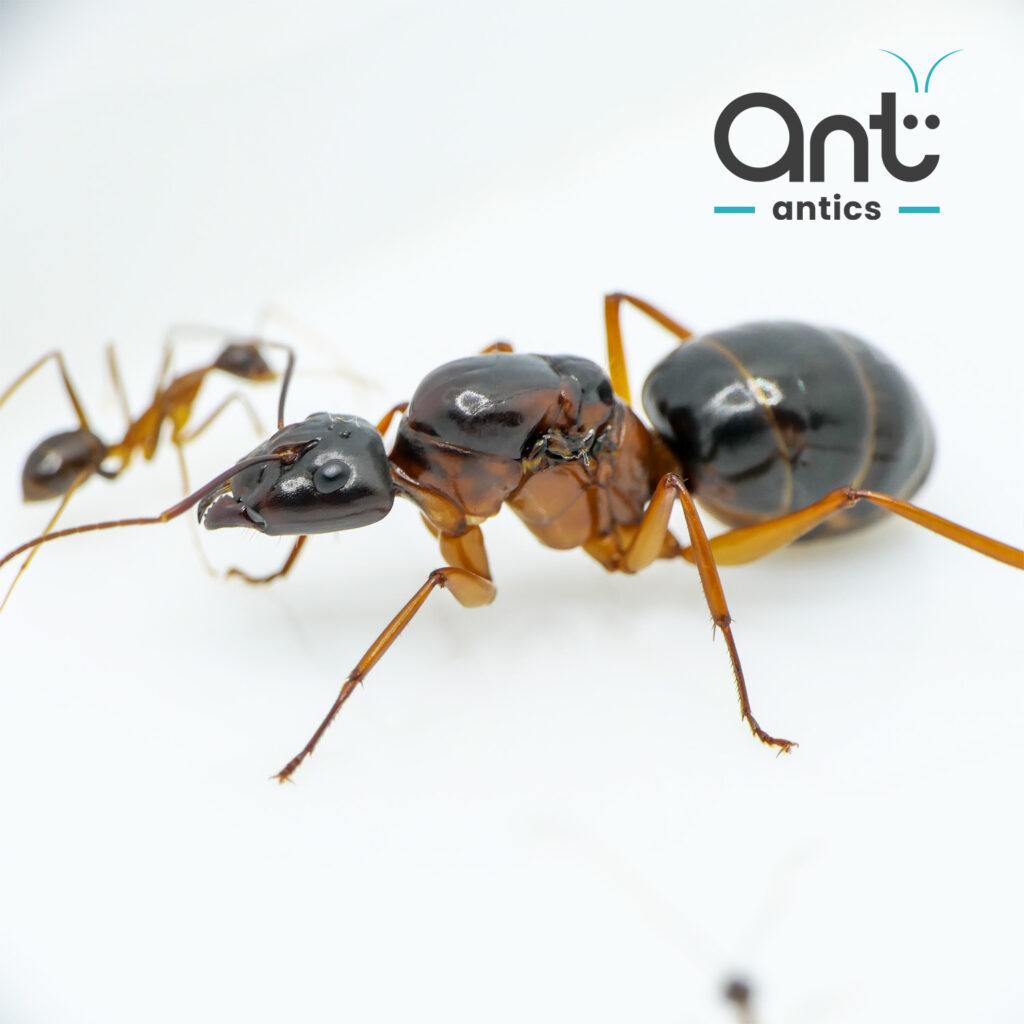 Camponotus festinus - Carpenter Ant - photo 5 of 5 Camponotus festinus - Carpenter Ant - photo 5 of 5
