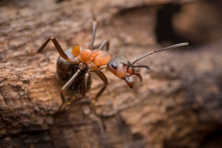 Close-up of a wood ant worker on a log