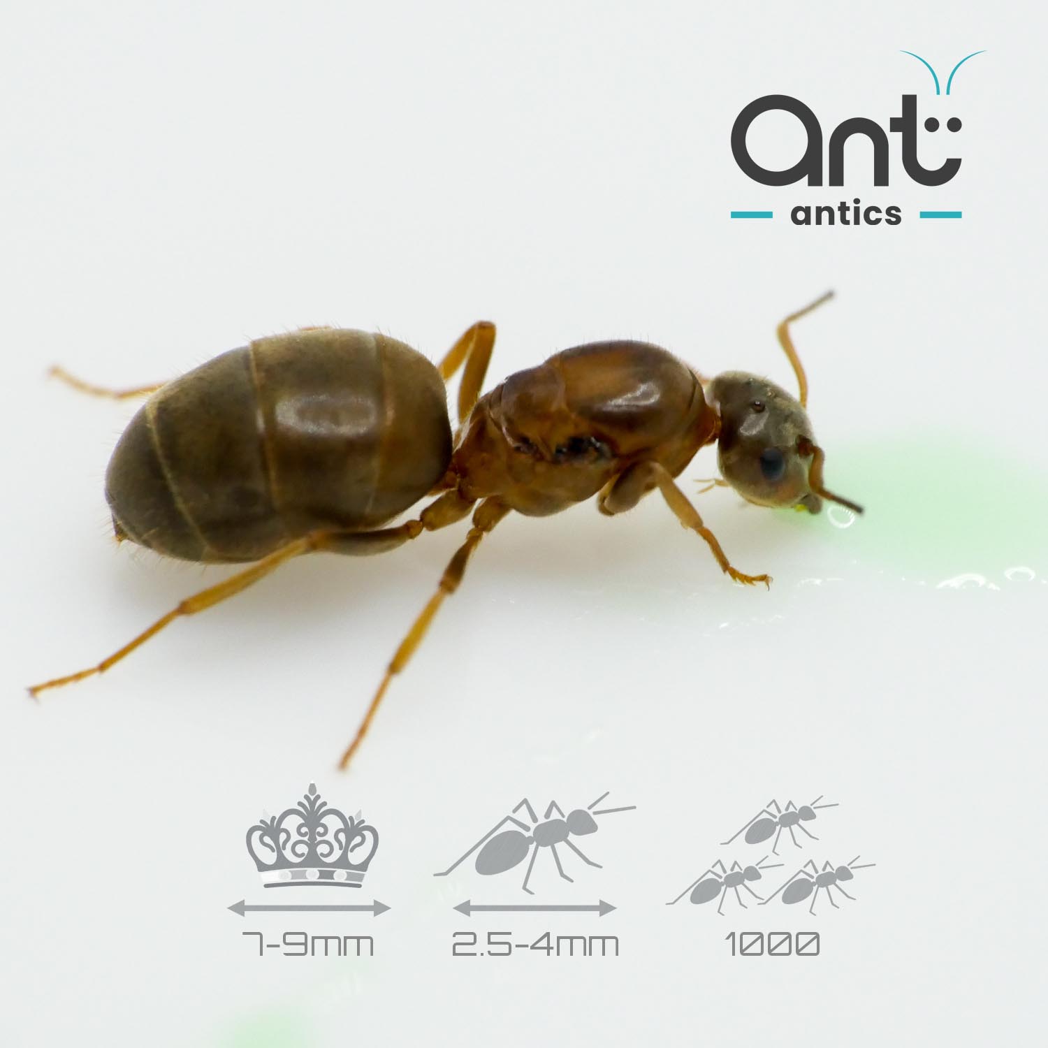 Lasius emarginatus - The House Ant