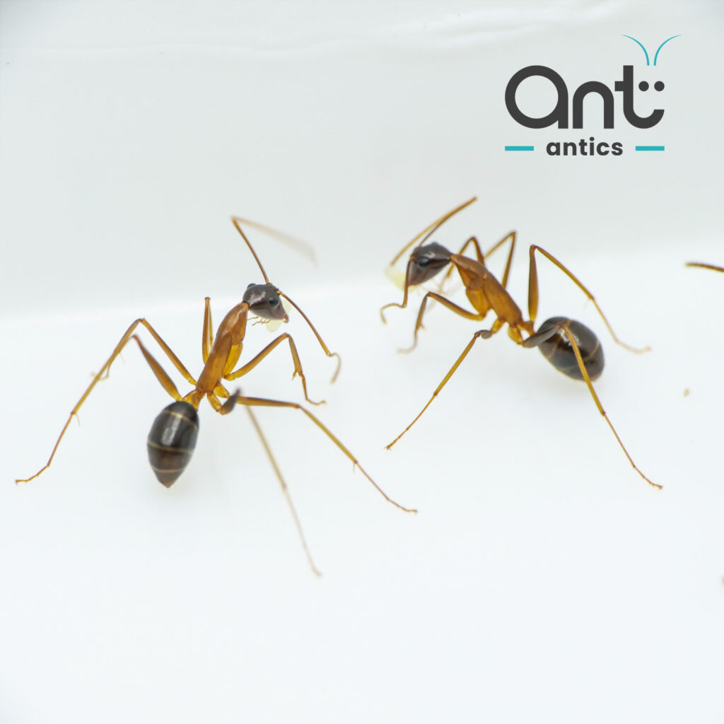 Camponotus festinus - Carpenter Ant - photo 3 of 5 Camponotus festinus - Carpenter Ant - photo 3 of 5