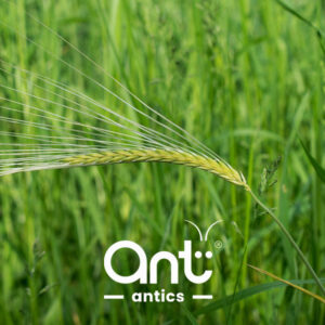 Grass Seed
