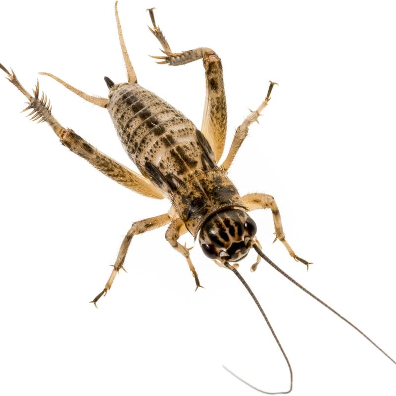 Silent Crickets (medium size) Silent Crickets (medium size)