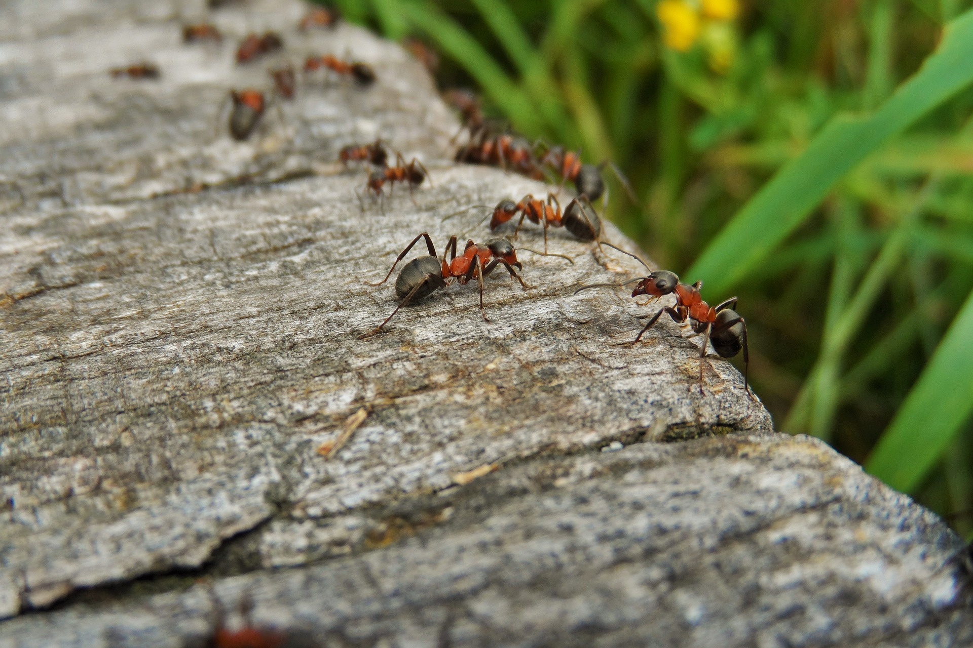 Wood ants walking along a weathered log