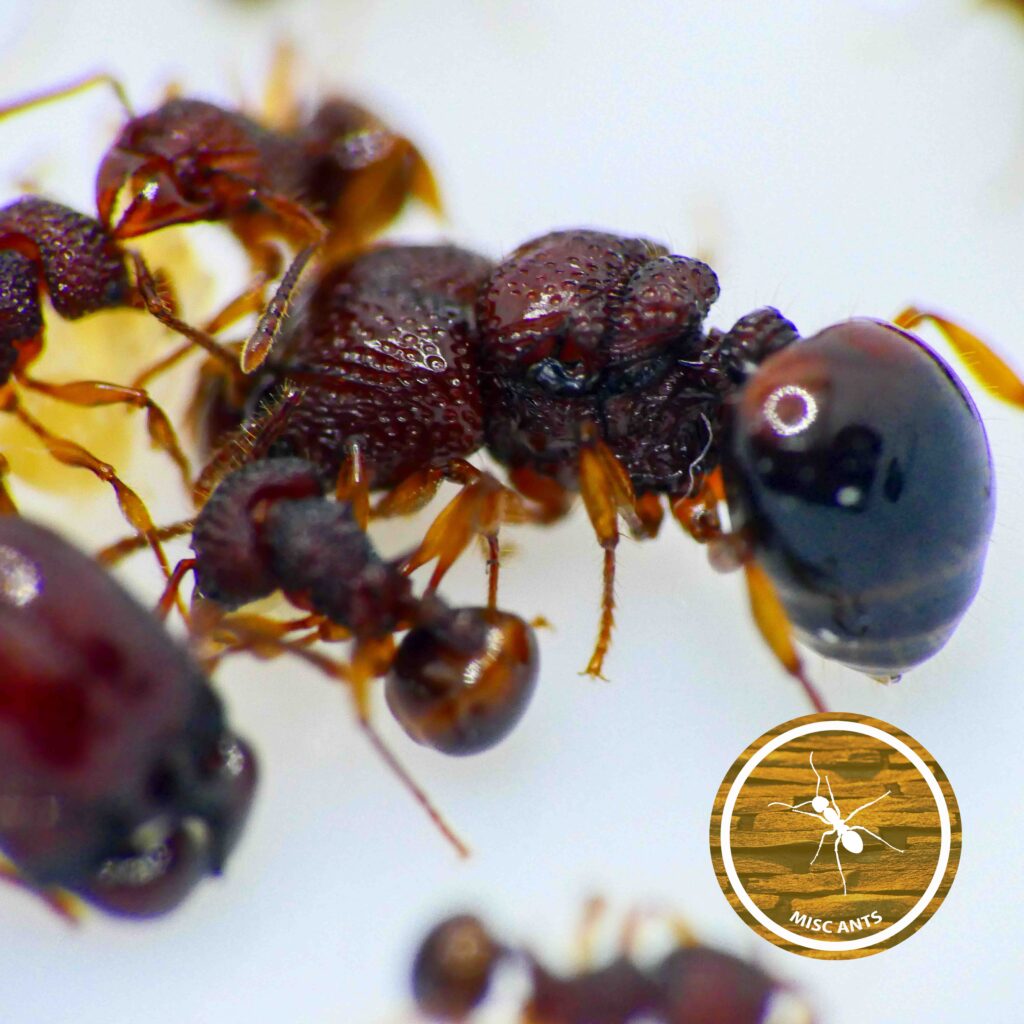 Acanthomyrmex - glabfemoralis - photo 2 of 3