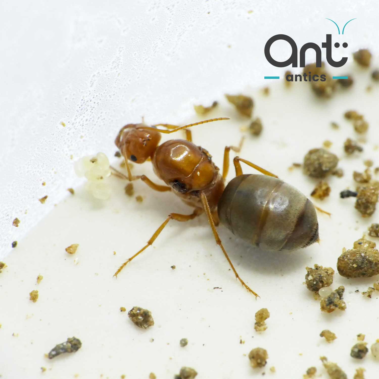 Myrmecocystus mimicus - Honey Pot Ant