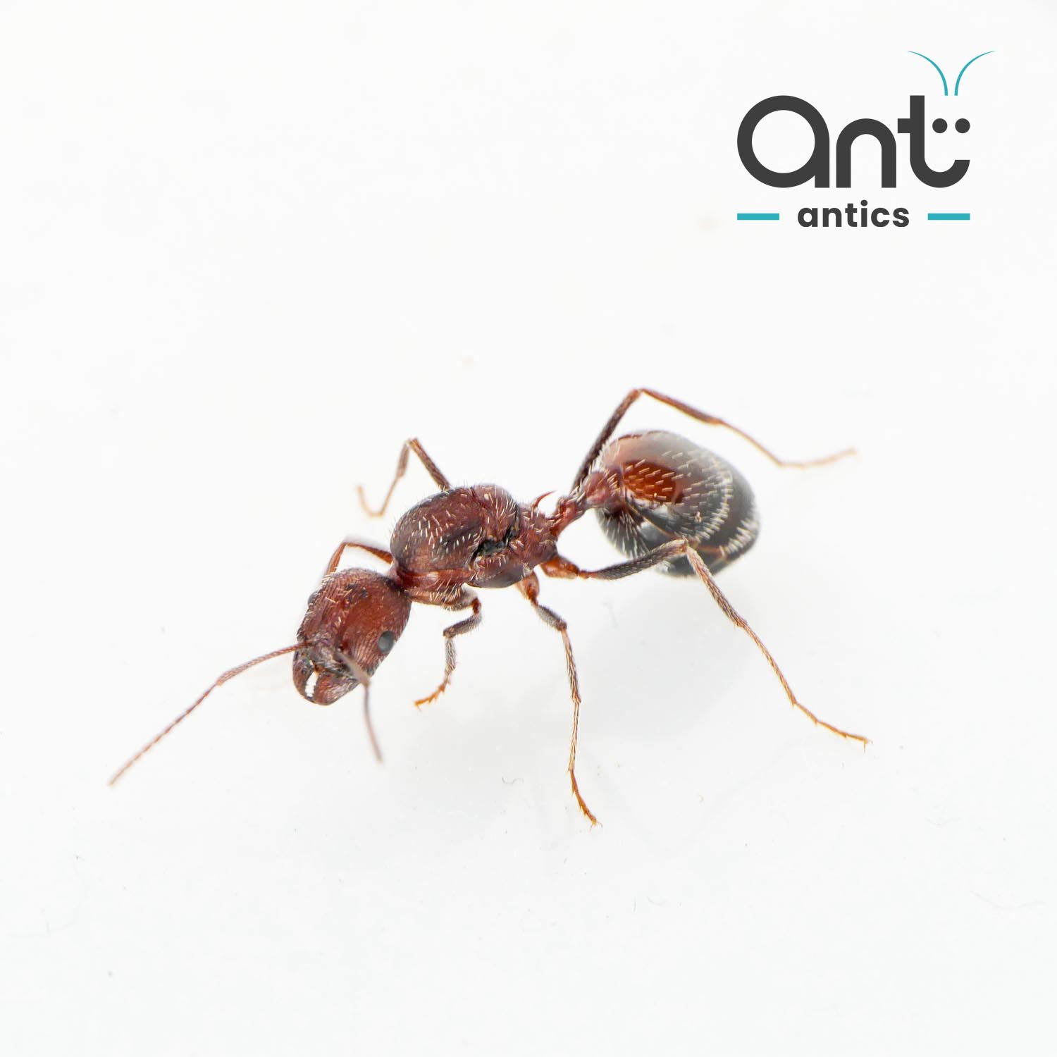 Novomessor cockerelli - Desert Ant Novomessor cockerelli - Desert Ant