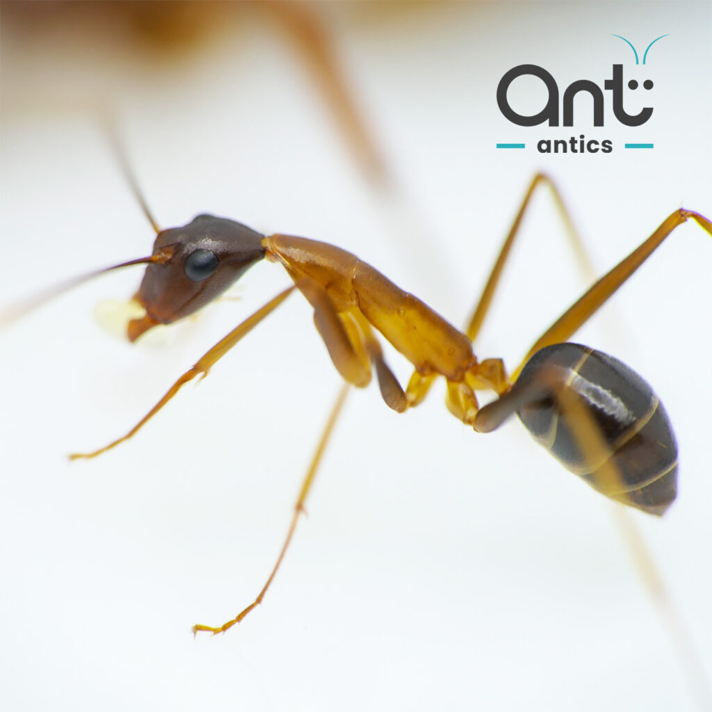 Camponotus festinus - Carpenter Ant - photo 2 of 5 Camponotus festinus - Carpenter Ant - photo 2 of 5