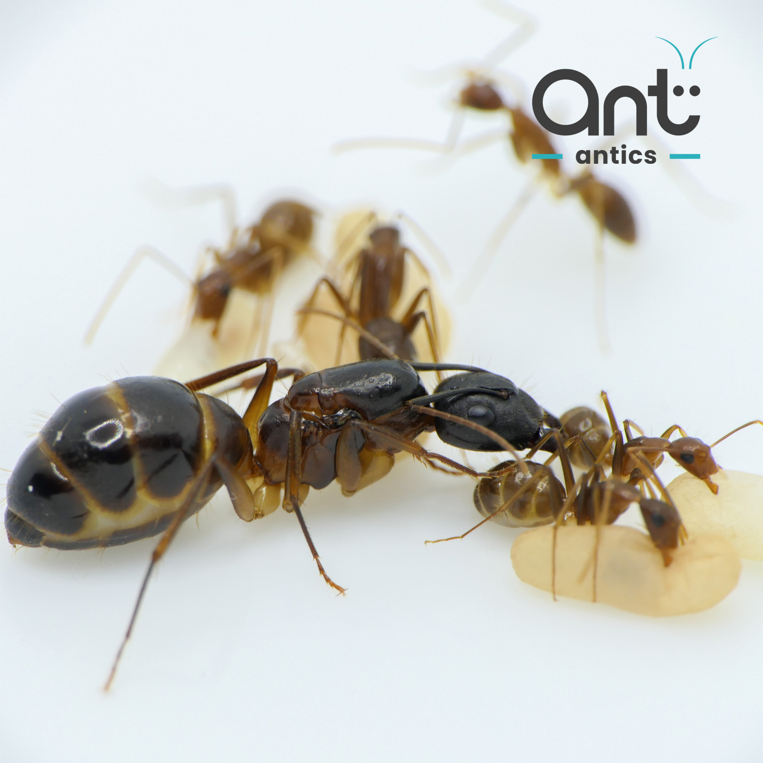 Camponotus psuedoirritans - photo 2 of 2