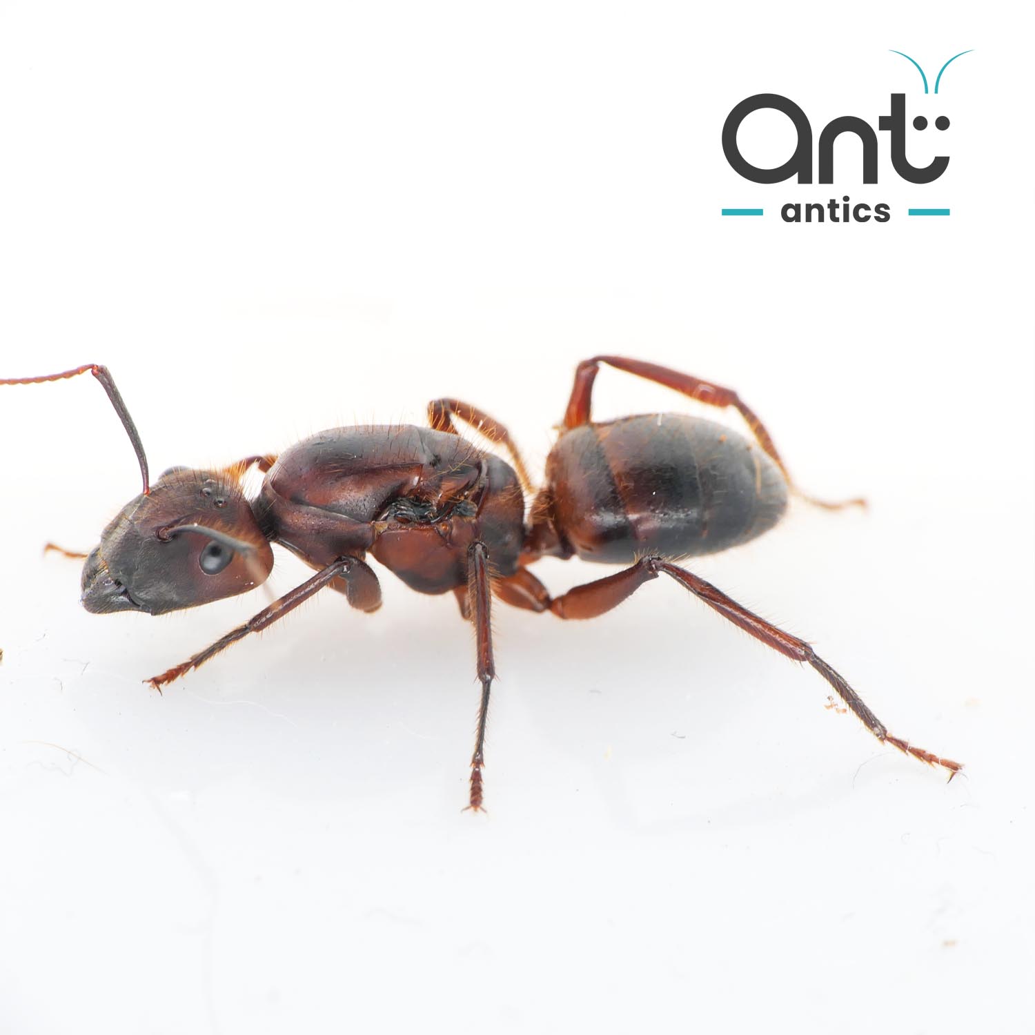 Camponotus CF irritabilis - New World Hunter Ant