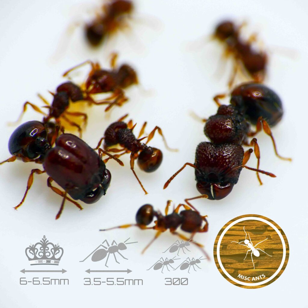 Acanthomyrmex - glabfemoralis