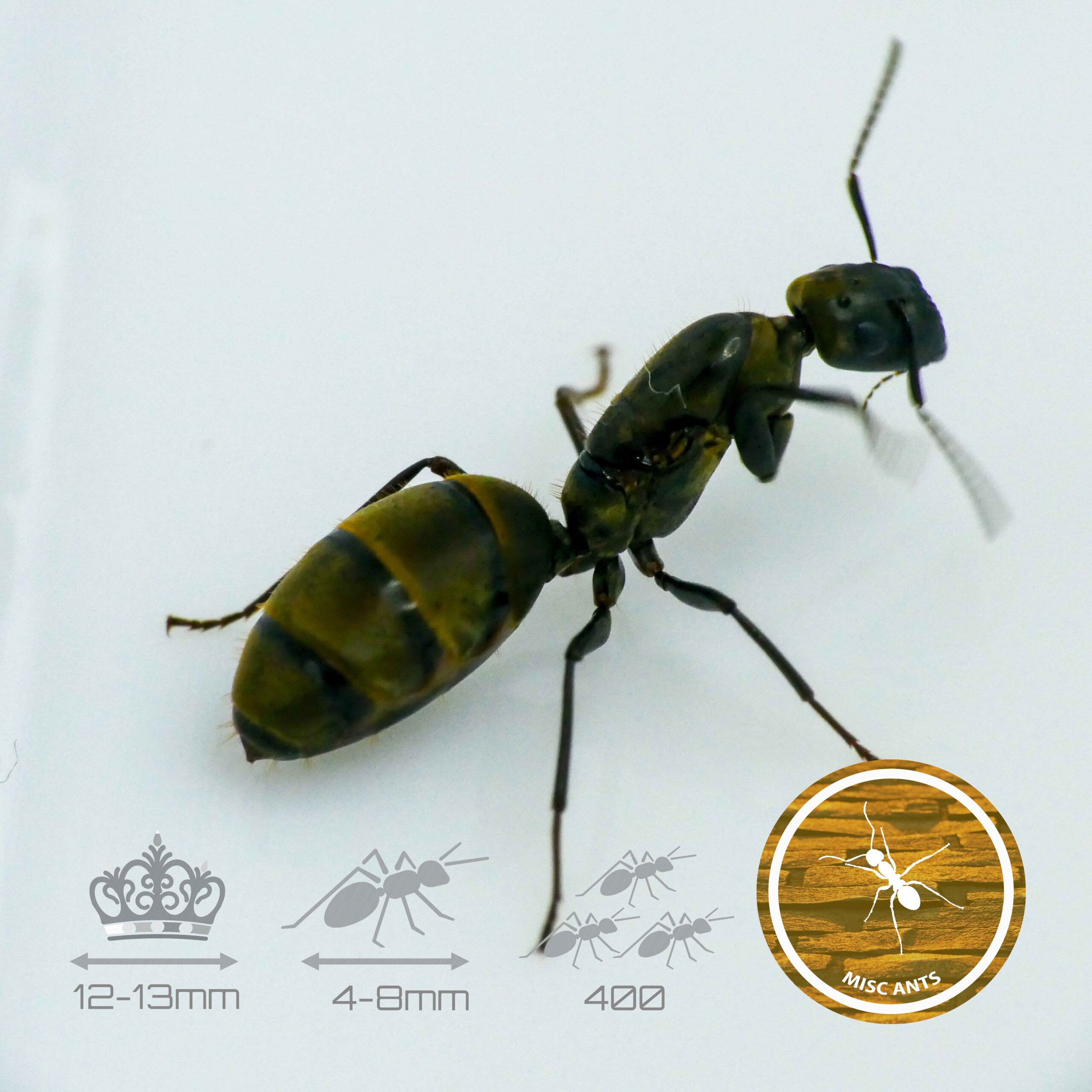 Colobopsis leonardi - Gatekeeper Ant