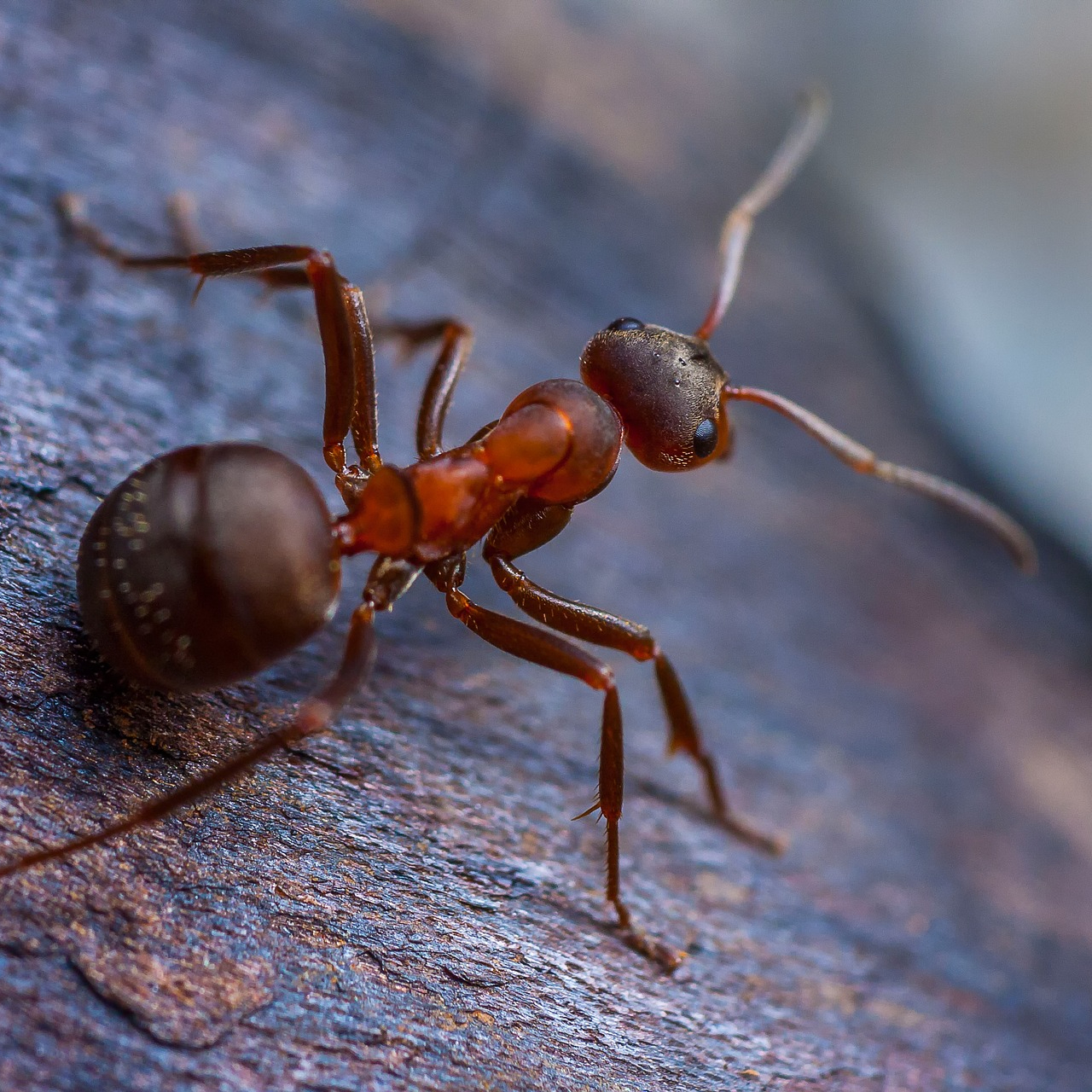 ant-6067741_1920_edited.jpg