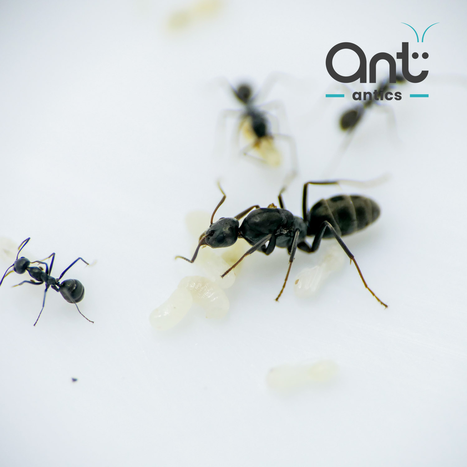 Iridomyrmex Anceps - Asian Meat Ant