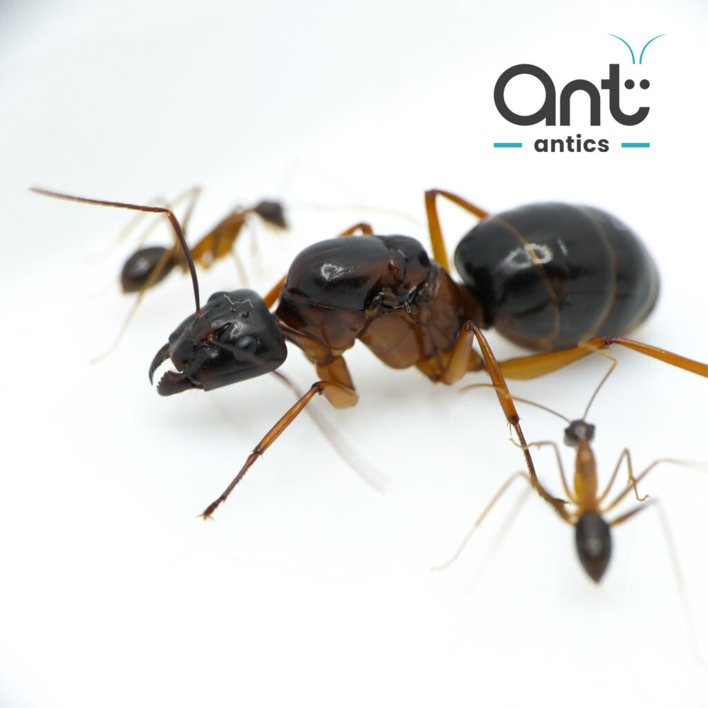 Camponotus festinus - Carpenter Ant Camponotus festinus - Carpenter Ant