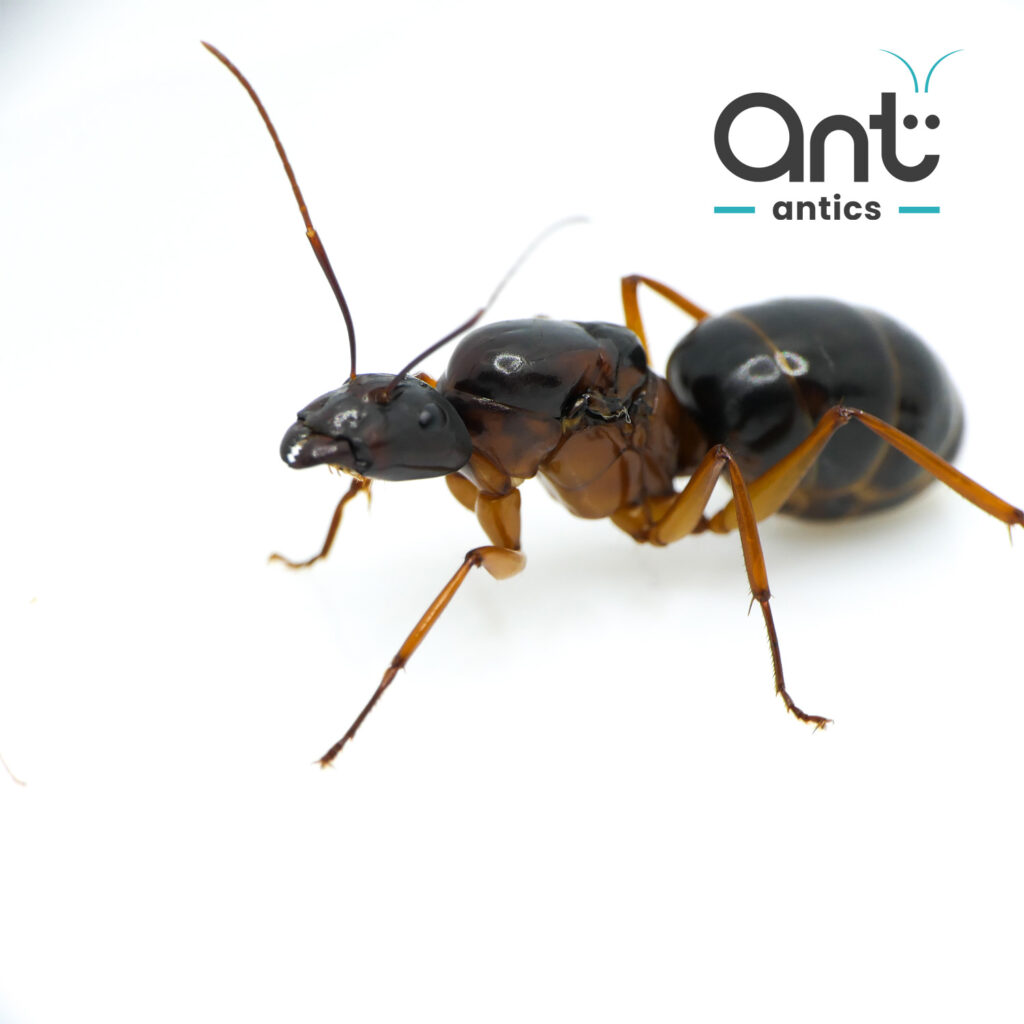 Camponotus festinus - Carpenter Ant - photo 4 of 5 Camponotus festinus - Carpenter Ant - photo 4 of 5