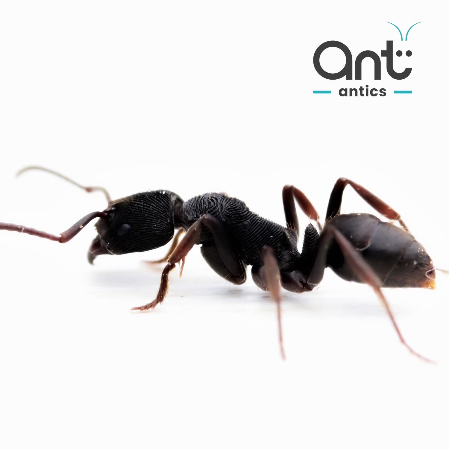 Odontoponera denticulata