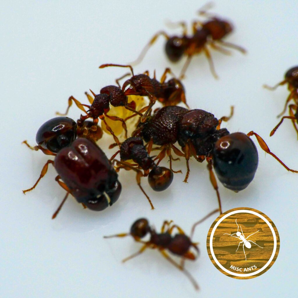 Acanthomyrmex - glabfemoralis - photo 3 of 3