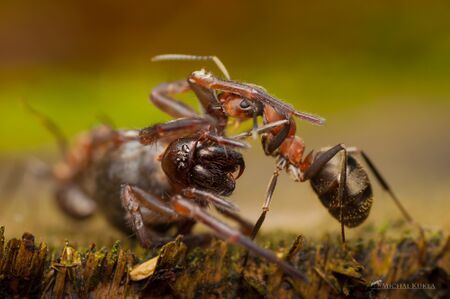 Wood ant worker attacking a spider