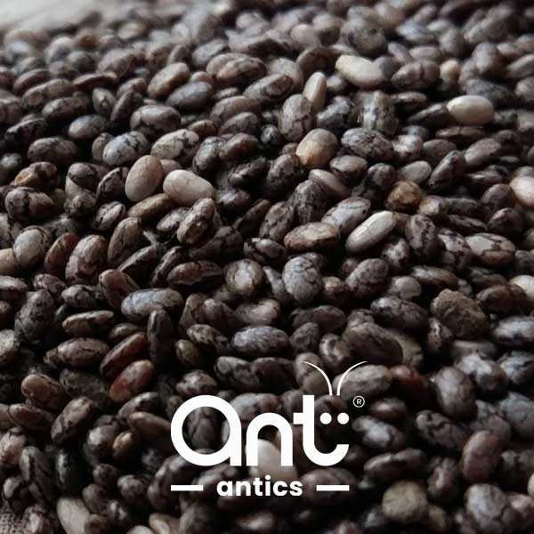 Chia Seeds (Harvester Ants - Universal)