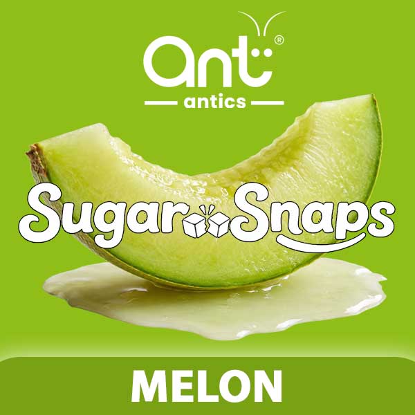 Sugar Snaps - Ripe Melon Sugar Snaps - Ripe Melon