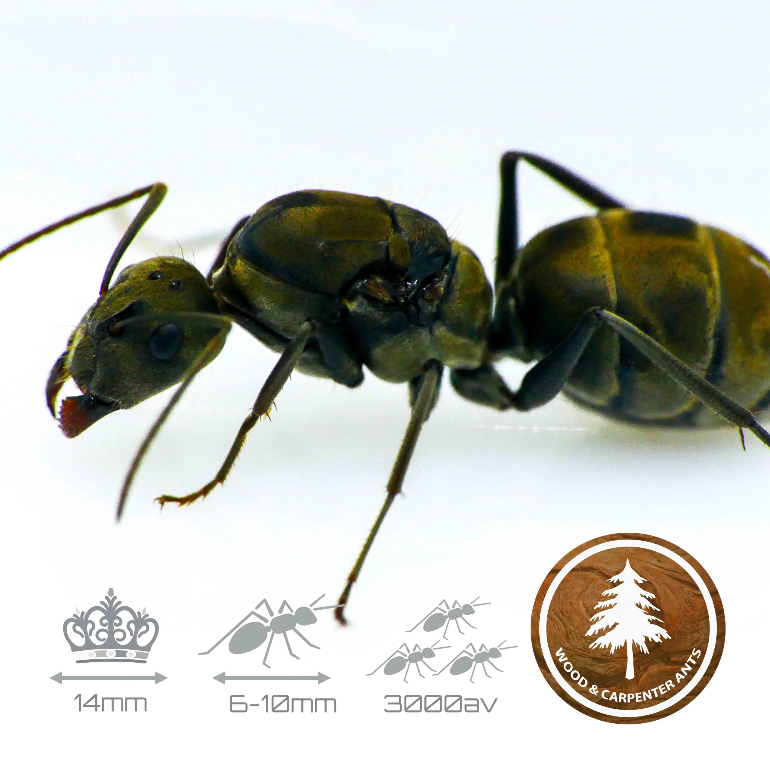 Camponotus parius - Shimmering Carpenter Ant