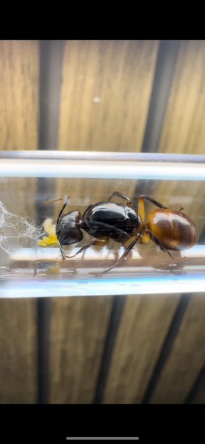 Camponotus festinus eximus - Rare Camponotus festinus eximus - Rare