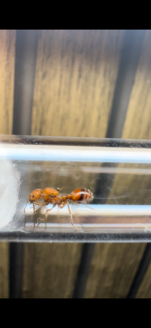 Pogonomyrmex maricopa - Desert Harvester Ant