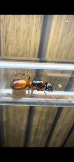 Camponotus ocreatus - Carpenter Ant Camponotus ocreatus - Carpenter Ant