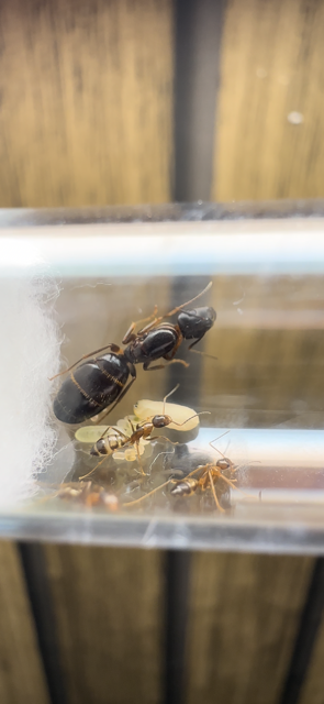 Camponotus albosparsus - Carpenter Ant Camponotus albosparsus - Carpenter Ant
