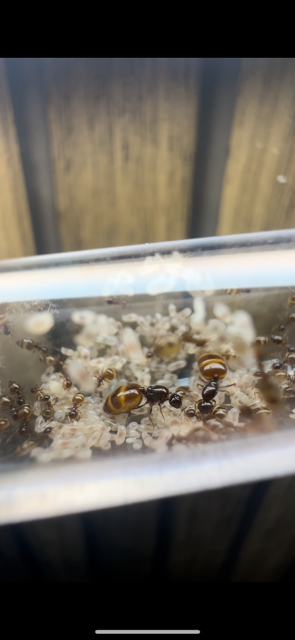 Crematogaster Sordidula