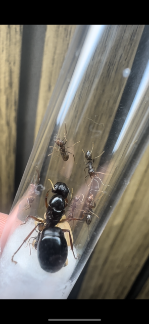 Camponotus largiceps - Carpenter Ant