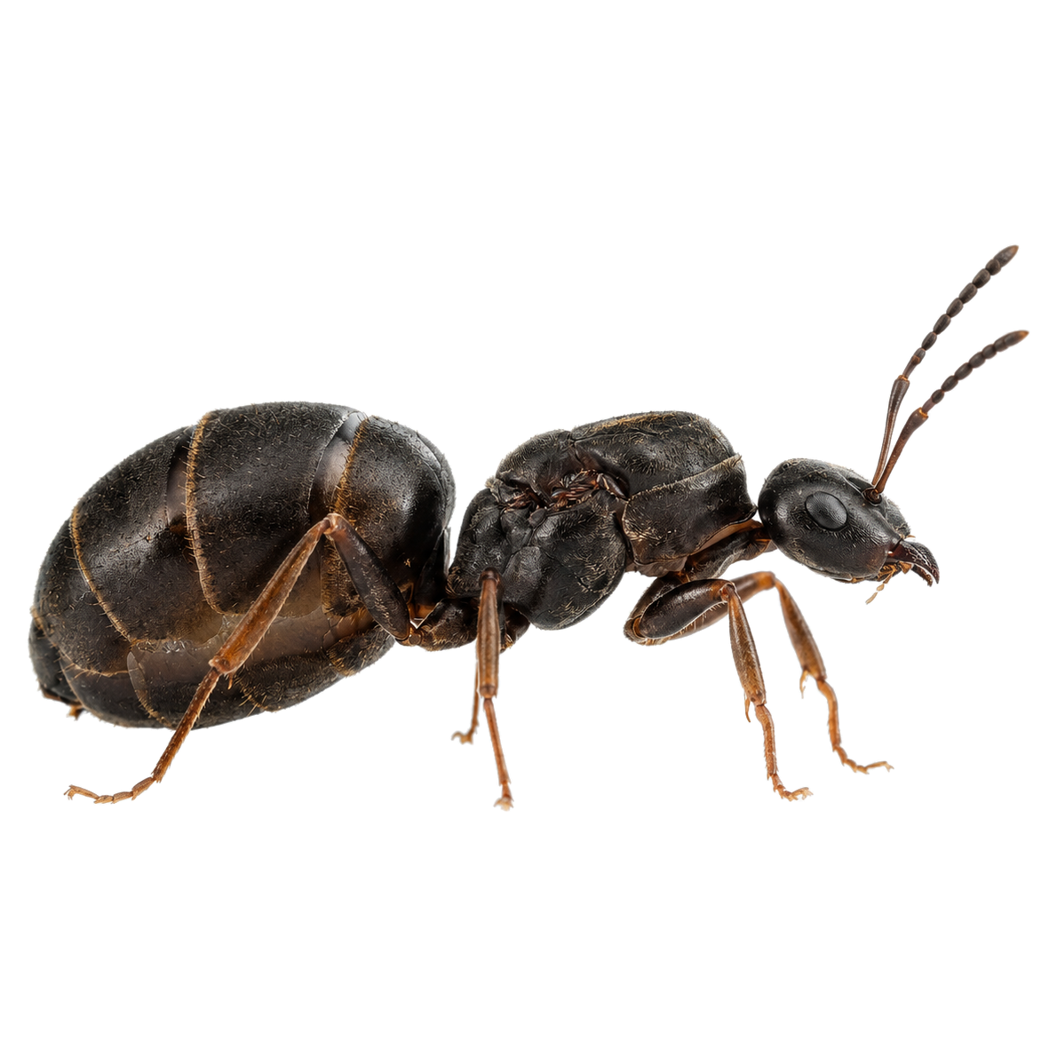 Black garden ant (Lasius niger) queen